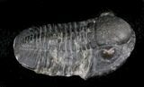 Very D Gerastos Trilobite Fossil #24708-1